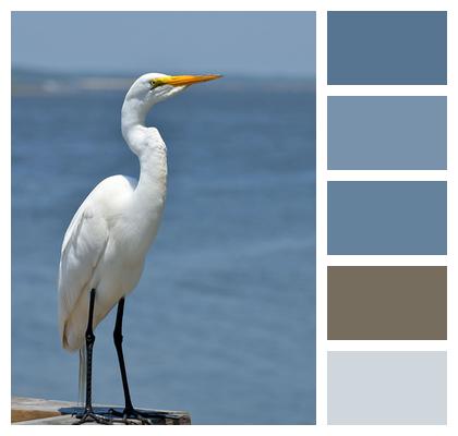 Bird Great White Egret Avian Image